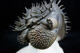 Drotops Armatus - Hedgehog of the Sea #1710-4